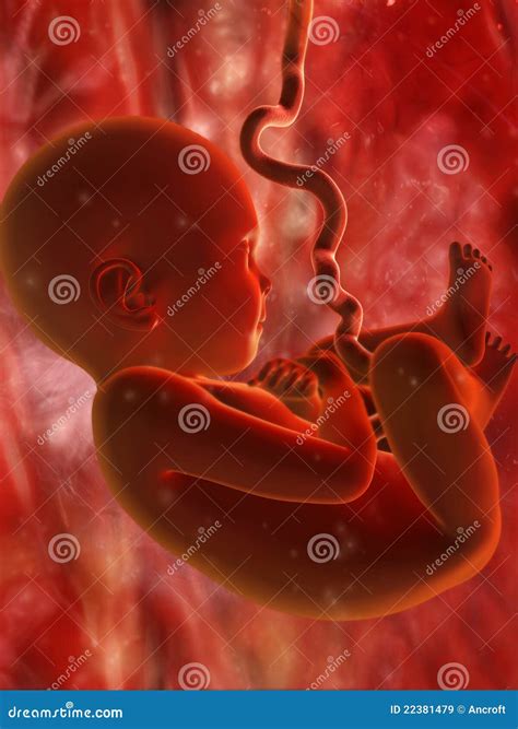Baby In Womb Royalty Free Stock Images Image 22381479