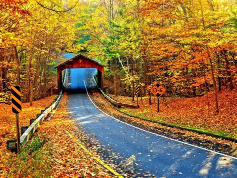 Autumn Trees Leaves Road Path Way Nature 5k Wallpaper Best Wallpapers
