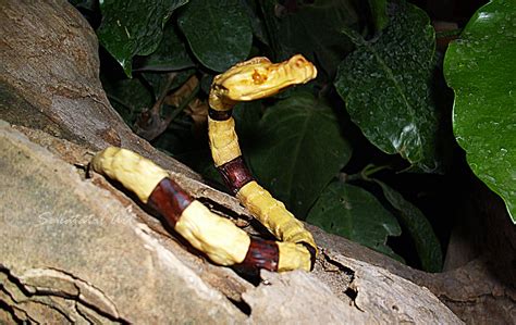 Mimpi melihat ular besar warna kuning. SAKATATAL : Gelang kayu ULAR