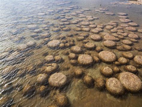Stromatolite Animal Facts A Z Animals