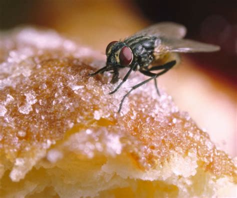 Cara Berkesan Halau Lalat Dan Semut Buat Sendiri Guna 3 Bahan Di Rumah
