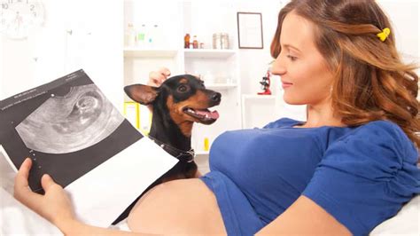 Do Dogs Know When Youre Pregnant Pregnancy Sense Serve Dogs