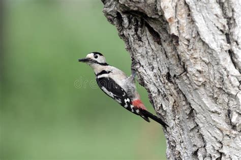 Syrian Woodpecker Dendrocopos Syriacus Single Male Stock Photo