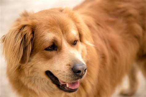 Golden Labrador Dog Breed » Everything About The Goldador