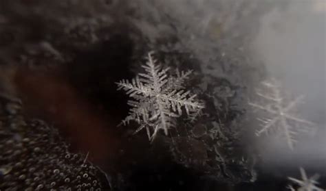 The Birth Of A Snowflake A Snowflake Melts In Reverse