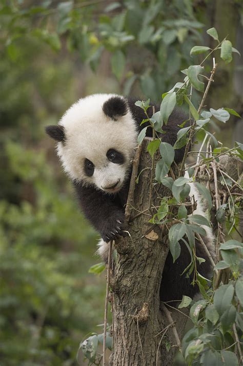 Giant Panda Cub Chengdu Sichuan China Photograph By Katherine Feng Pixels