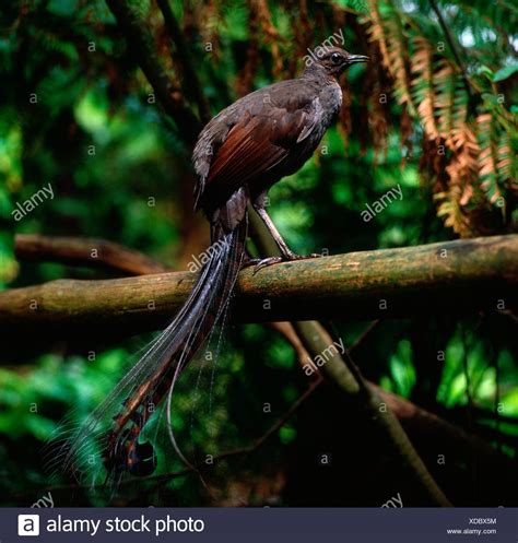 Male Superb Lyrebird High Resolution Stock Photography And Images Alamy