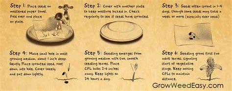 Jun 21, 2021 · pepper seeds typically sprout within 2 weeks, while super hot peppers can take 4 to 6 weeks or more to germinate. How to Germinate Marijuana Seeds: 4 Methods Plus Expert Tips