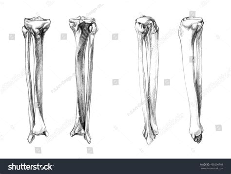 Bones Leg Fibula Tibia Hand Drawn Illustration De Stock 499296703