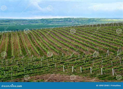 Growing Vineyards In Moldova Stock Photo Image Of Central Green