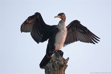 Kormoran (Phalacrocorax carbo) (Forum für Naturfotografen)