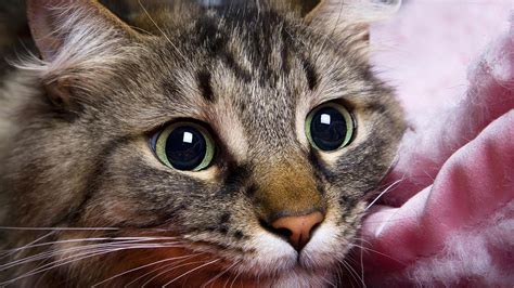 All will bring a smile to your face. Cat HD Wallpapers 1080p (64+ images)