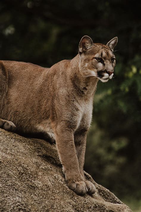 How To Survive A Cougar Attack