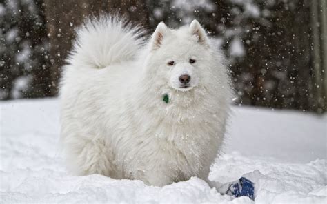 Samoyed Full Hd Wallpaper And Background Image 2560x1600 Id397416