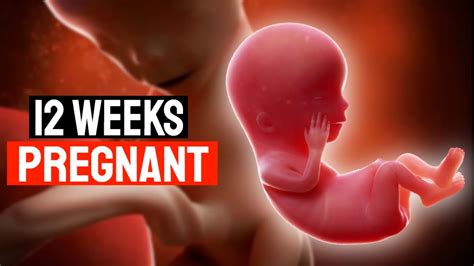 12 Weeks Pregnant Inside The Womb । 12 Week Pregnancy Symptoms । 12th