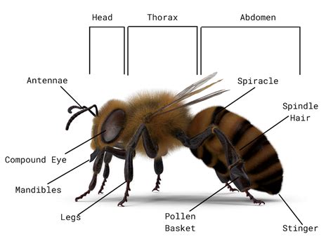Learn About The Anatomy Of Honey Bee