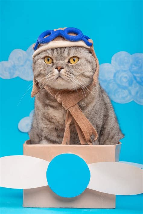 Cute Cat Pilot In An Airplane Of Paper In A Helmet And Glasses Funny