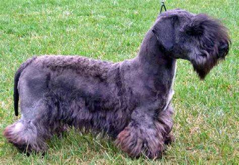 Cesky Terrier Puppies Rescue Pictures Information Temperament