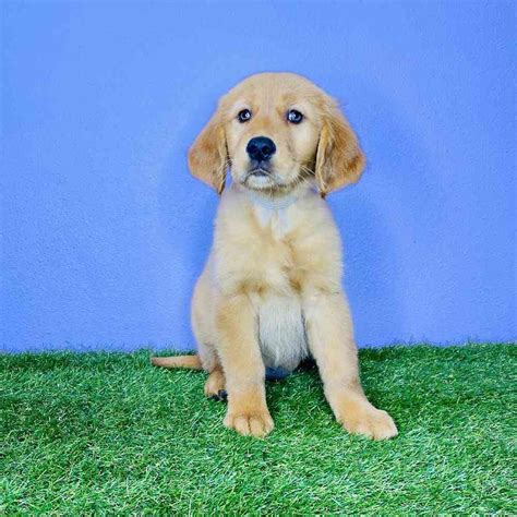 Golden Retriever Puppies For Sale Puyallup
