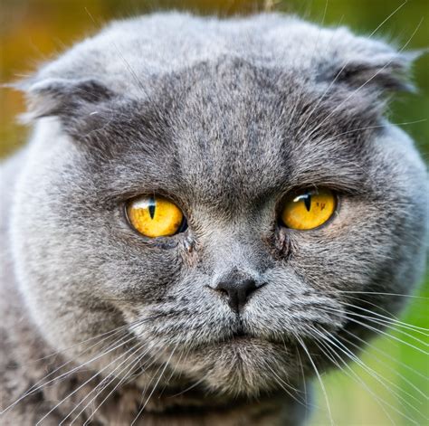 Everything You Need For Your Scottish Fold Kitten Lords And Labradors