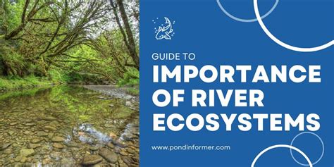 The Importance Of River Ecosystems Surprising Facts Pond Informer