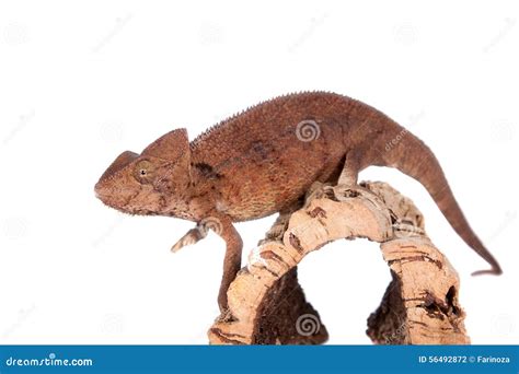 The Oustalets Or Malagasy Giant Chameleon On White Stock Photo Image