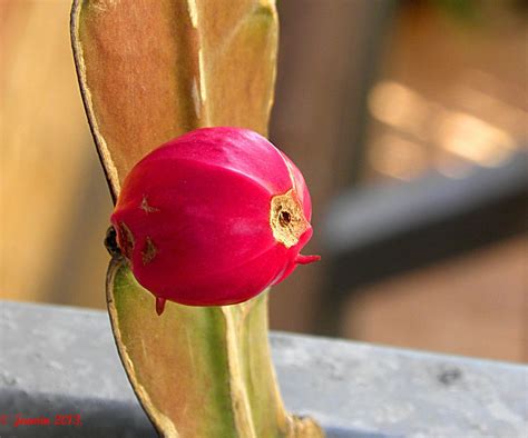 026 Epiphyllum Strictum Seed Pod Seed Pods Seeds Pods