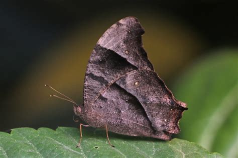 Common Evening Brown Melanitis Leda Ismene Dry Season Fo Flickr