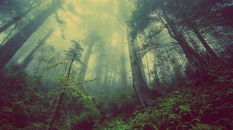 Nature Trees Forest Fog Mystical Mystic Hd Wallpaper Pxfuel