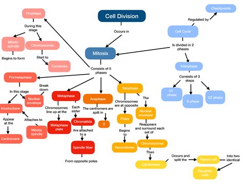 Cell Cycle Concept Map 1 1 Docx Cell Cycle Concept Ma