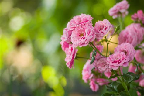 Pink Roses