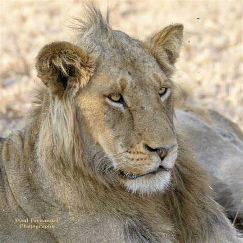 On Black Sub Adult Male Lion Portrait At Kruger National Park South