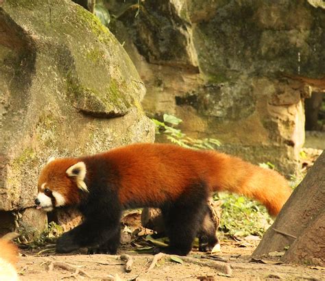 Giant Panda Research Facility In Chengdu China Explored Kcbx