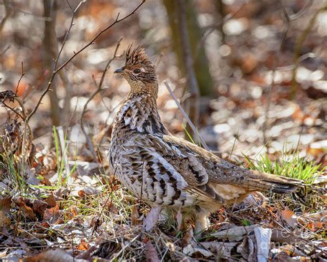 Ruffed Grouse Amid Twigs Photograph By Timothy Flanigan