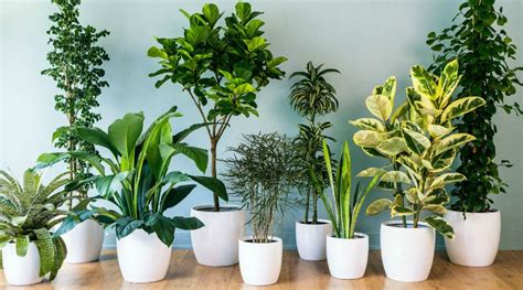 El colocar plantas grandes en la habitaciones. Consejos para el Cultivo y Cuidado de Plantas de Interior ...
