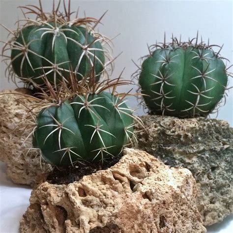 But,cacti are compact, you can grow a lot of them in a very small space. Grow Succulents and Bromeliads on Hypertufa! - Craft Organic