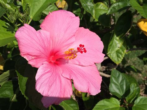 Free Images Flower Petal Tropical Botany Garden Pink Flora