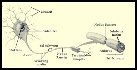 Avertebrata, sistem gerak pada hewan, vertebrata. Jaringan Saraf Pada Hewan - Sumber Pengetahuan