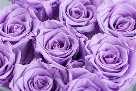 18 Rose Color Meanings That Are Just More Than Romantic 2022