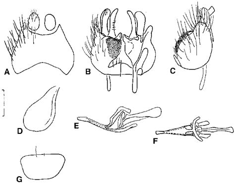 Agapophytus Laparosceles Sp Nov Male Genitalia A Epandrium