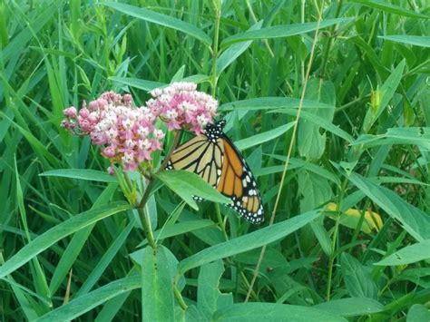 How To Choose Which Milkweed To Plant Save Our Monarchs