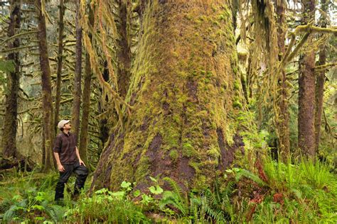 Guide To Vancouver Islands Ancient Forests Giant Trees And Old