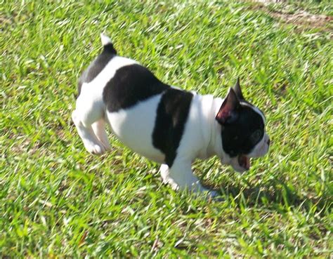Bouledogue or bouledogue français) is a breed of domestic dog, bred to be companion dogs. French Bulldog Butts - Do French Bulldogs have tails?