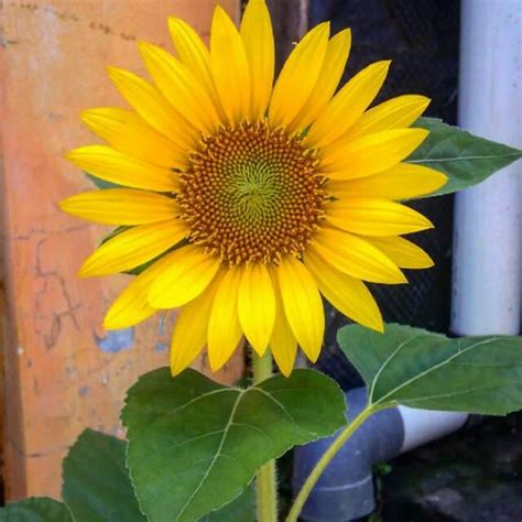 Jual Biji Bibit Benih Sunflowers Lokal Bunga Matahari Kuning Shopee