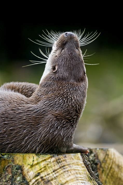 Look At My Fabulous Whiskers Look At Them — The Daily Otter