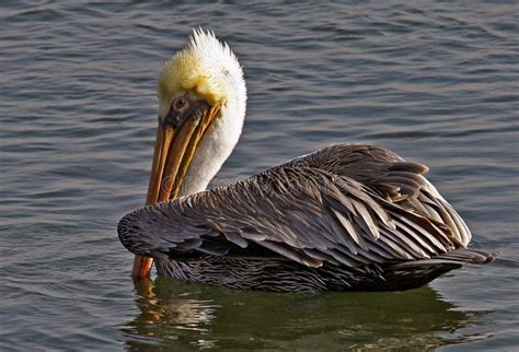 Pelican Stock Image Image Of Freedom Flight Bird Birds 94933825