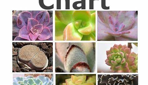 Succulent Identification Chart - find your unknown plant here
