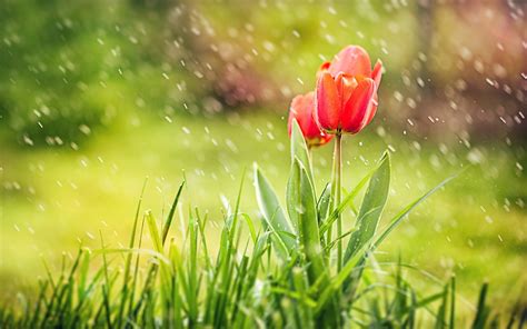 Spring Tulips Grass Rain Wallpapers 1680x1050 256994