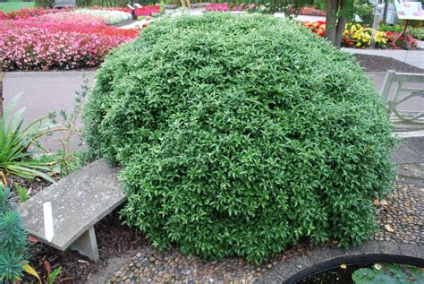 Pittosporum Golf Ball Garden Shrubs For Sale Letsgoplanting Co Uk