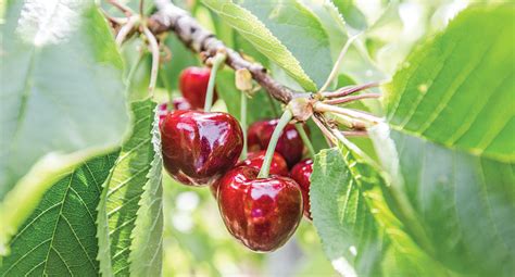 Fruitful Summer Cherry Crops A Sweet Success Tri Cities Area Journal Of Business